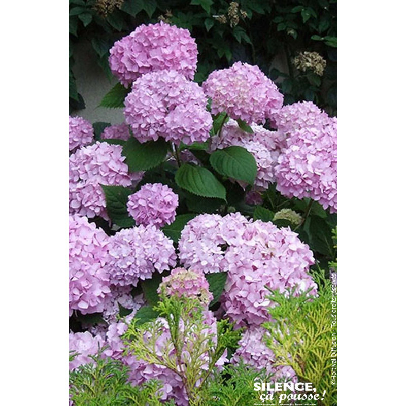 Hortensia ENDLESS SUMMER The Original rose 100 de Plantes Silence ça pousse dans Plantes à petits fruits (kiwi, myrtilles, gr...