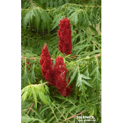 RHUS TYPH,DISSECTA C4,5 TF/BU de Plantes Silence ça pousse dans Arbustes caducs en livraison