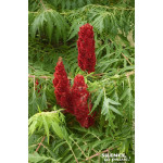 RHUS TYPH,DISSECTA C4,5 TF/BU de Plantes Silence ça pousse dans Arbustes caducs en livraison