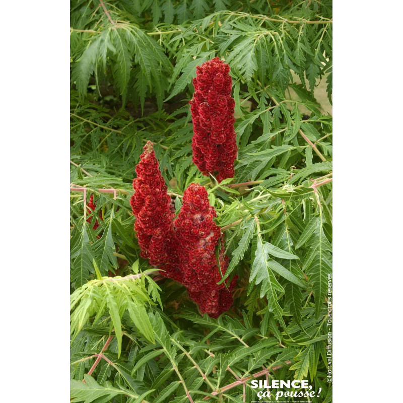 RHUS TYPH,DISSECTA C4,5 TF/BU de Plantes Silence ça pousse dans Arbustes caducs en livraison