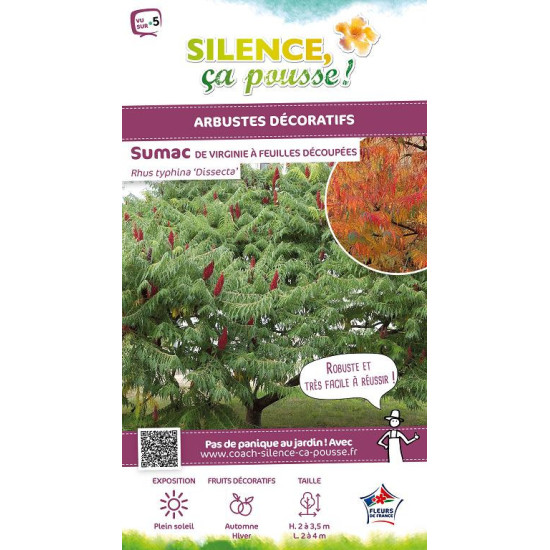 RHUS TYPH,DISSECTA C4,5 TF/BU de Plantes Silence ça pousse dans Arbustes caducs en livraison