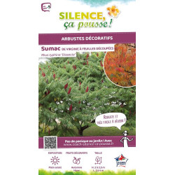 RHUS TYPH,DISSECTA C4,5 TF/BU de Plantes Silence ça pousse dans Arbustes caducs en livraison