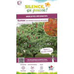 RHUS TYPH,DISSECTA C4,5 TF/BU de Plantes Silence ça pousse dans Arbustes caducs en livraison