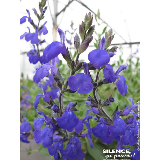 Sauge Hybride a petites feuilles Blue Note 65cm de Plantes Silence ça pousse dans Plantes à petits fruits (kiwi, myrtilles, g...