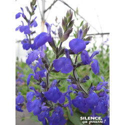Sauge Hybride a petites feuilles Blue Note 65cm de Plantes Silence ça pousse dans Plantes à petits fruits (kiwi, myrtilles, g...