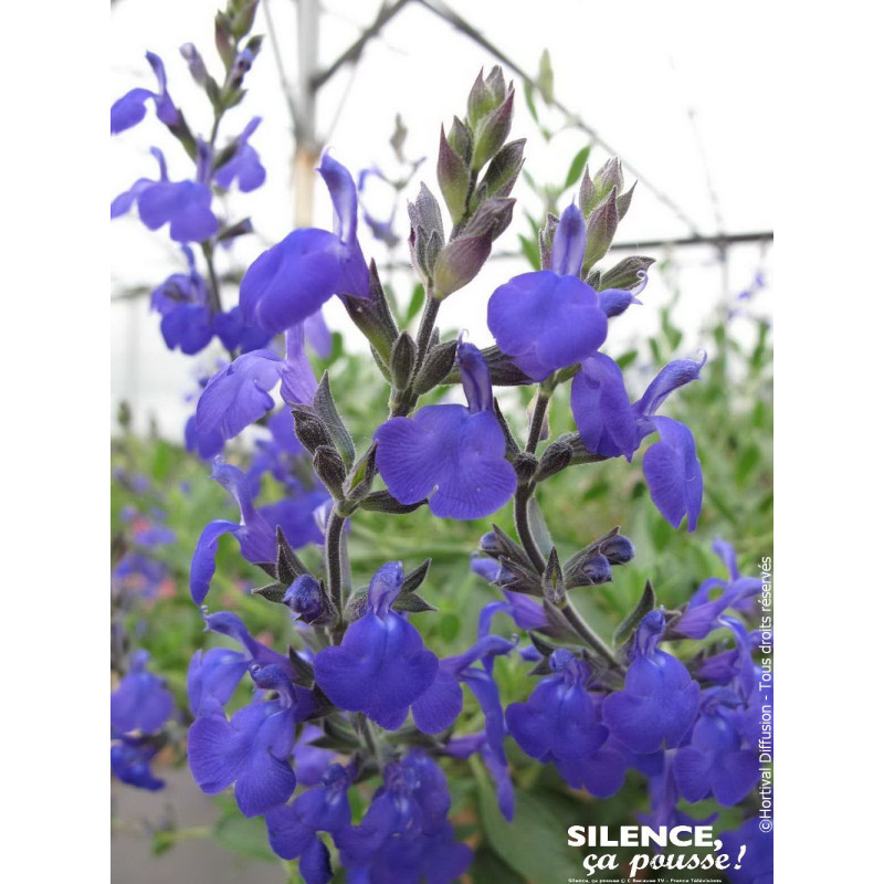 Sauge Hybride a petites feuilles Blue Note 65cm de Plantes Silence ça pousse dans Plantes à petits fruits (kiwi, myrtilles, g...