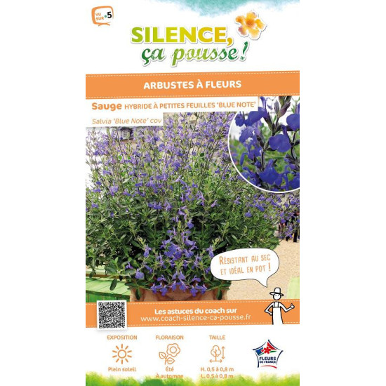 Sauge Hybride a petites feuilles Blue Note 65cm de Plantes Silence ça pousse dans Plantes à petits fruits (kiwi, myrtilles, g...