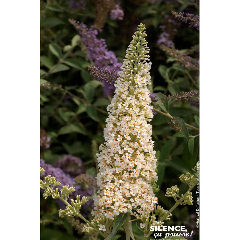 Arbre aux papillons REVE DE PAPILLON Blanc 80cm de Plantes Silence ça pousse dans Arbustes caducs en livraison