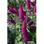Arbre aux papillons REVE DE PAPILLON Rouge 80cm de Plantes Silence ça pousse dans Arbustes caducs en livraison