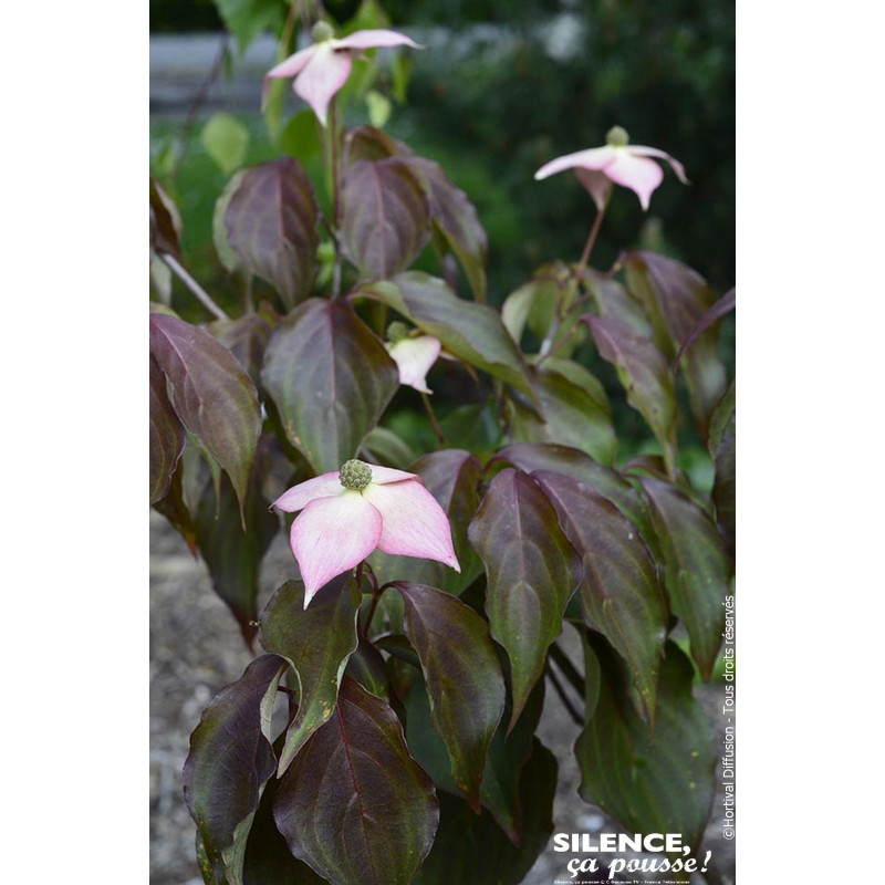 Cornouiller du Japon Copacabana ou Capuccino 80 de Plantes Silence ça pousse dans Arbustes caducs en livraison