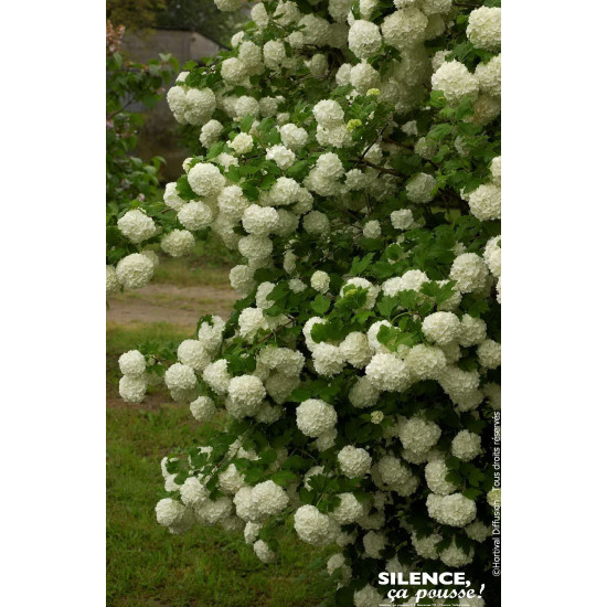 Viorne obier Boule de Neige, Rose de Gueldre 65 de Plantes Silence ça pousse dans Arbustes caducs en livraison