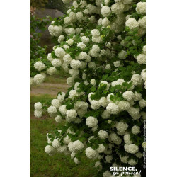 Viorne obier Boule de Neige, Rose de Gueldre 65 de Plantes Silence ça pousse dans Arbustes caducs en livraison
