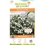 Viorne obier Boule de Neige, Rose de Gueldre 65 de Plantes Silence ça pousse dans Arbustes caducs en livraison