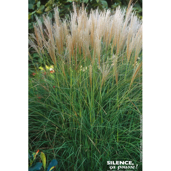 Roseau Chine Kleine Silberpinne, miscanthus 100 de Plantes Silence ça pousse dans Graminées en livraison