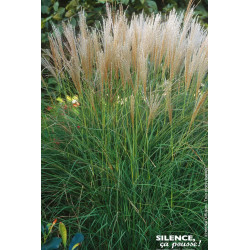 Roseau Chine Kleine Silberpinne, miscanthus 100 de Plantes Silence ça pousse dans Graminées en livraison