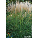 Roseau Chine Kleine Silberpinne, miscanthus 100 de Plantes Silence ça pousse dans Graminées en livraison