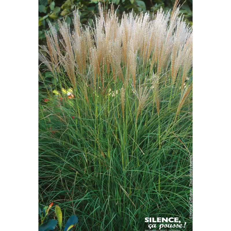 Roseau Chine Kleine Silberpinne, miscanthus 100 de Plantes Silence ça pousse dans Graminées en livraison
