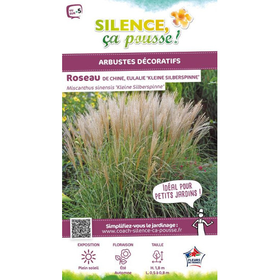 Roseau Chine Kleine Silberpinne, miscanthus 100 de Plantes Silence ça pousse dans Graminées en livraison