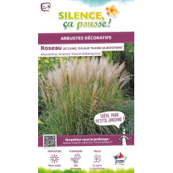 Roseau Chine Kleine Silberpinne, miscanthus 100 de Plantes Silence ça pousse dans Graminées en livraison