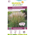 Roseau Chine Kleine Silberpinne, miscanthus 100 de Plantes Silence ça pousse dans Graminées en livraison