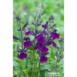 Sauge Hybria petites feuilles Violette Loire 65 de Plantes Silence ça pousse dans Plantes à petits fruits (kiwi, myrtilles, g...