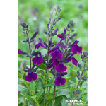Sauge Hybria petites feuilles Violette Loire 65 de Plantes Silence ça pousse dans Plantes à petits fruits (kiwi, myrtilles, g...