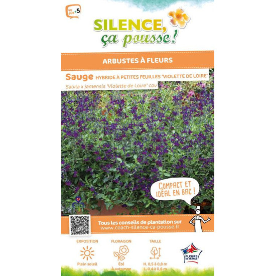 Sauge Hybria petites feuilles Violette Loire 65 de Plantes Silence ça pousse dans Plantes à petits fruits (kiwi, myrtilles, g...