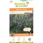 Sauge Hybria petites feuilles Violette Loire 65 de Plantes Silence ça pousse dans Plantes à petits fruits (kiwi, myrtilles, g...