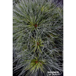 PINUS STR,RADIATA C4,5 DE GREFFE de Plantes Silence ça pousse dans Conifères de rocailles en livraison