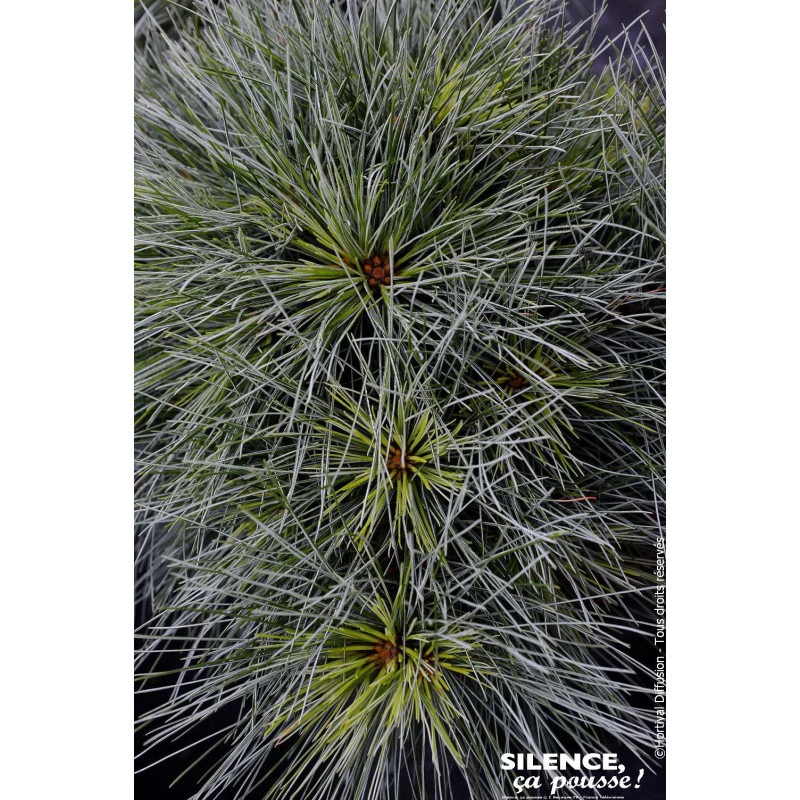 PINUS STR,RADIATA C4,5 DE GREFFE de Plantes Silence ça pousse dans Conifères de rocailles en livraison