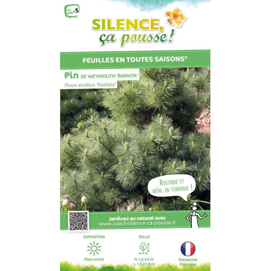 PINUS STR,RADIATA C4,5 DE GREFFE de Plantes Silence ça pousse dans Conifères de rocailles en livraison