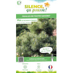 PINUS STR,RADIATA C4,5 DE GREFFE de Plantes Silence ça pousse dans Conifères de rocailles en livraison