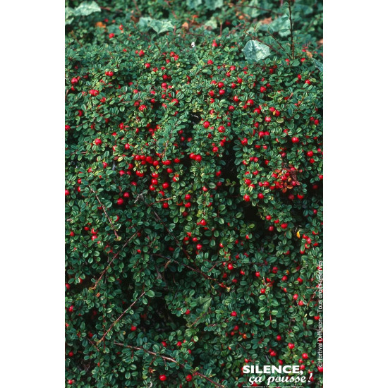 Cotoneaster petites Streibs Findling 30 de Plantes Silence ça pousse dans Arbustes caducs en livraison