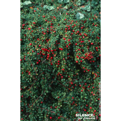 Cotoneaster petites Streibs Findling 30 de Plantes Silence ça pousse dans Arbustes caducs en livraison