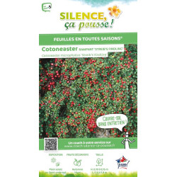 Cotoneaster petites Streibs Findling 30 de Plantes Silence ça pousse dans Arbustes caducs en livraison