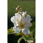 Arbuste aux perles dentees Snow White 80 de Plantes Silence ça pousse dans Arbustes caducs en livraison