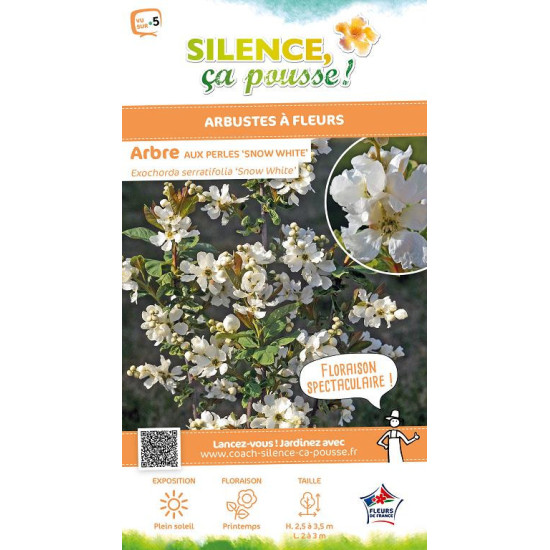Arbuste aux perles dentees Snow White 80 de Plantes Silence ça pousse dans Arbustes caducs en livraison