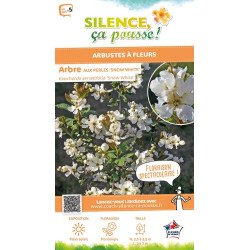 Arbuste aux perles dentees Snow White 80 de Plantes Silence ça pousse dans Arbustes caducs en livraison
