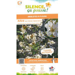 Arbuste aux perles dentees Snow White 80 de Plantes Silence ça pousse dans Arbustes caducs en livraison