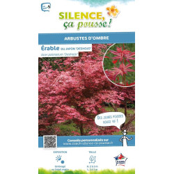 Erable du Japon Deshojo 80cm Silence ca pousse de Plantes Silence ça pousse dans Plantes à petits fruits (kiwi, myrtilles, gr...