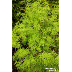 Erable du Japon Seiryu 140cm Silence ca pousse de Plantes Silence ça pousse dans Plantes à petits fruits (kiwi, myrtilles, gr...