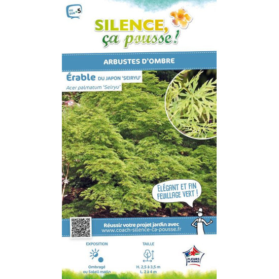 Erable du Japon Seiryu 140cm Silence ca pousse de Plantes Silence ça pousse dans Plantes à petits fruits (kiwi, myrtilles, gr...