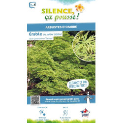 Erable du Japon Seiryu 140cm Silence ca pousse de Plantes Silence ça pousse dans Plantes à petits fruits (kiwi, myrtilles, gr...