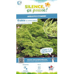 Erable du Japon Seiryu 140cm Silence ca pousse de Plantes Silence ça pousse dans Plantes à petits fruits (kiwi, myrtilles, gr...