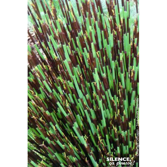 Chondropetalum tectorum 80cm Silence ca pousse de Plantes Silence ça pousse dans Plantes à petits fruits (kiwi, myrtilles, gr...