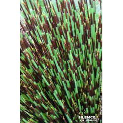 Chondropetalum tectorum 80cm Silence ca pousse de Plantes Silence ça pousse dans Plantes à petits fruits (kiwi, myrtilles, gr...