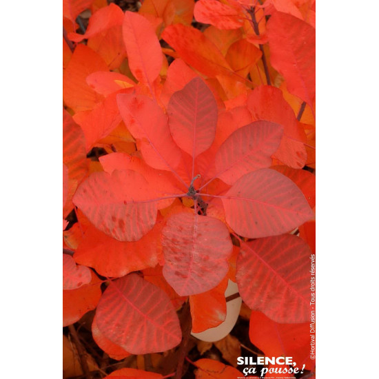 COTINUS GRACE C4,5 TF/BU de Plantes Silence ça pousse dans Arbustes caducs en livraison