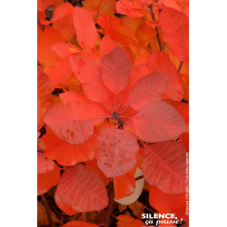 COTINUS GRACE C4,5 TF/BU de Plantes Silence ça pousse dans Arbustes caducs en livraison