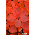 COTINUS GRACE C4,5 TF/BU de Plantes Silence ça pousse dans Arbustes caducs en livraison