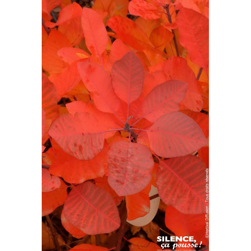 COTINUS GRACE C4,5 TF/BU de Plantes Silence ça pousse dans Arbustes caducs en livraison